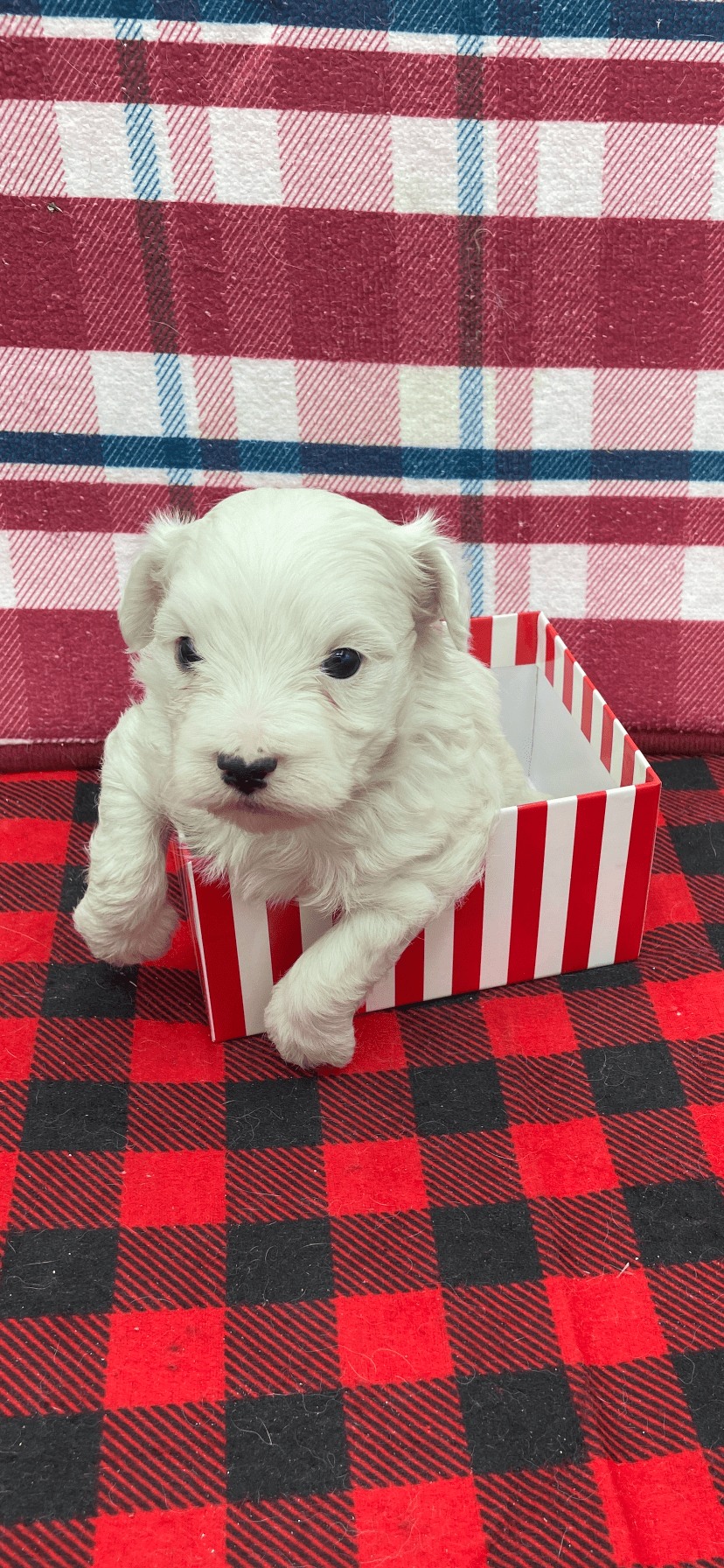 Male Maltipoo 1