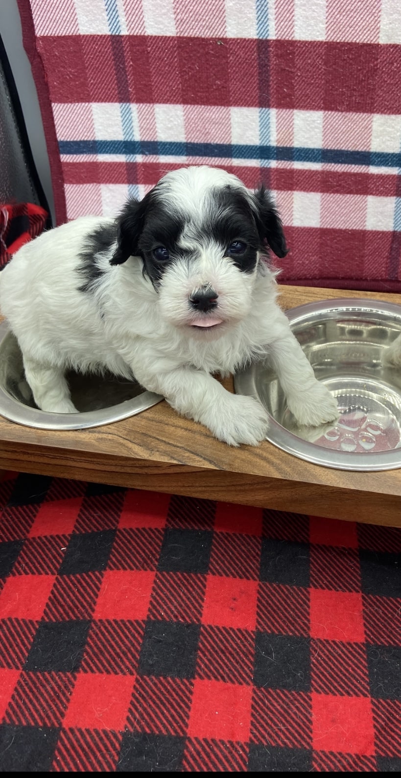 Male Maltipoo 6